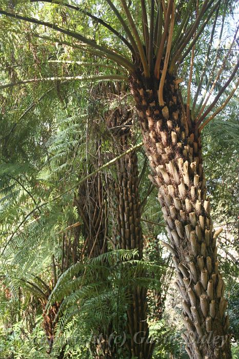 Tree ferns, Tindale Gardens IMG_6782.JPG